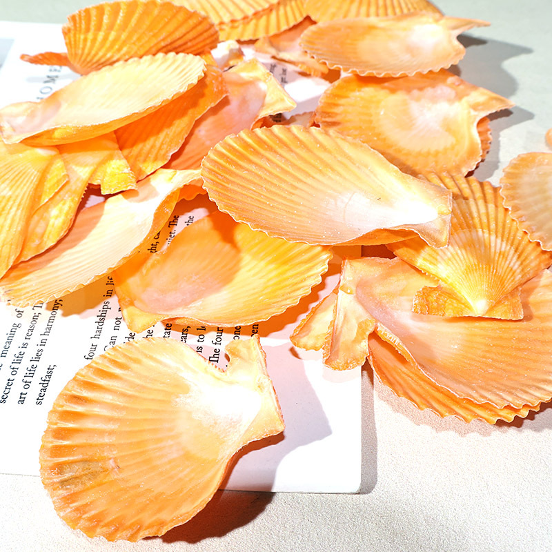 Najlepsza żółta muszla muszelk – Marine Fish Tank recenzja i cena