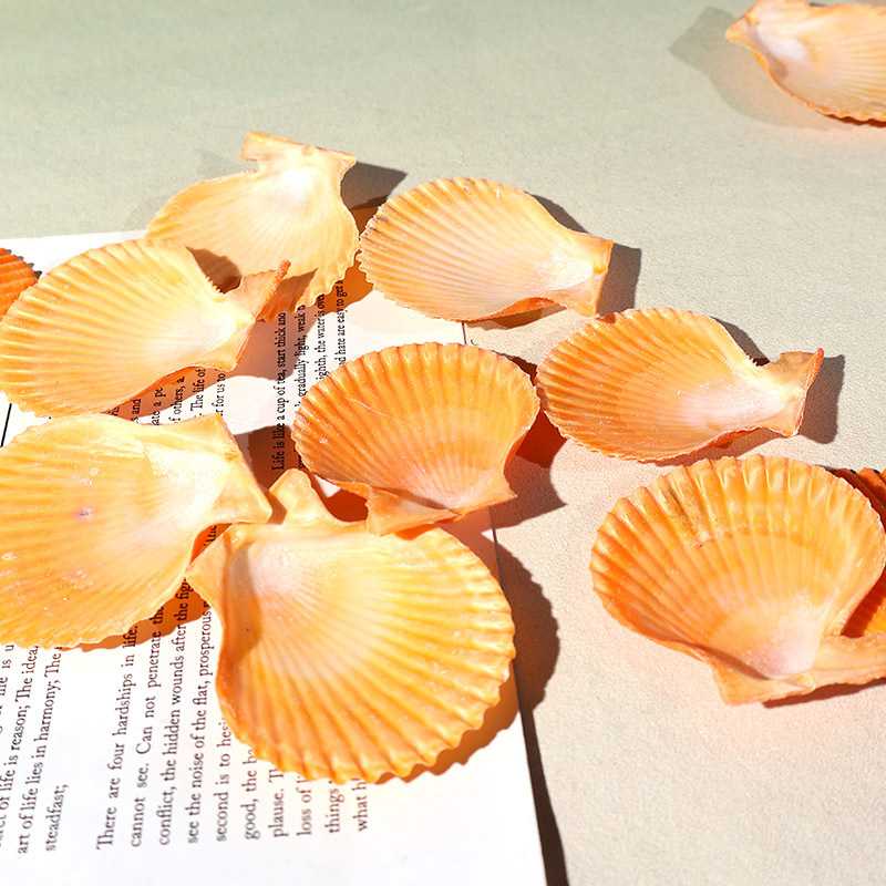 Najlepsza żółta muszla muszelk – Marine Fish Tank recenzja i cena